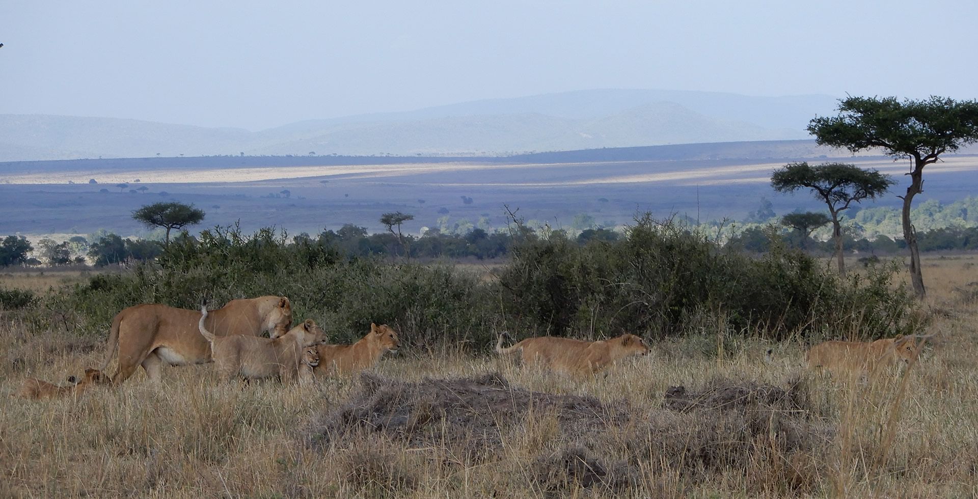 3-Day Tsavo & Amboseli Safari from Mombasa